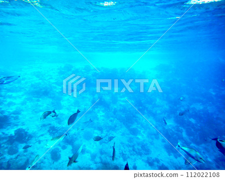 Underwater scenery of Blue Lagoon, Rangiroa, Tahiti, French Polynesia Underwater scenery of Blue Lagoon, Rangiroa, Tahiti, French Polynesia 112022108