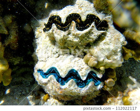 藍色潟湖,朗伊羅阿,塔希提島,法屬玻里尼西亞的水下風景 藍色潟湖,朗伊羅阿,塔希提島,法屬玻里尼西亞的水下風景 112022117