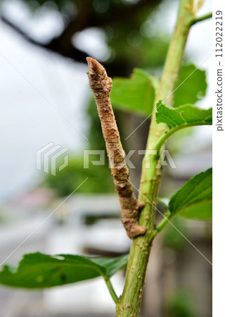 看起來像樹枝的尺蠖 看起來像樹枝的尺蠖 112022219