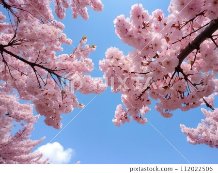 Cherry blossoms Cherry blossoms 112022506