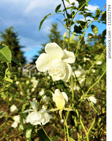 White roses blooming in the park White roses blooming in the park 112022704