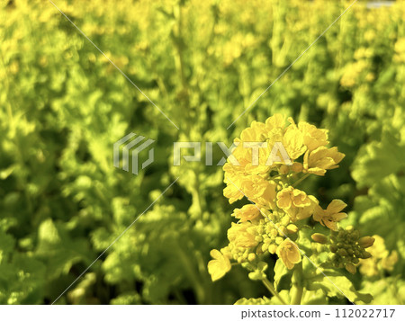 強姦領域的看法 強姦領域的看法 112022717