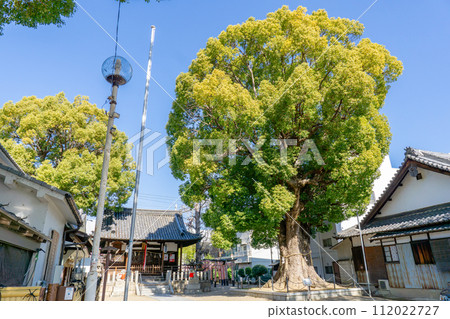 大阪府門真市上島町的島頭天滿宮神樹大樟樹 112022727
