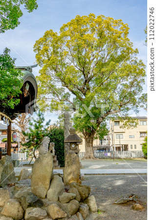大阪府守口市金田町的對馬部神社,沙索林樟樹 大阪府守口市金田町的對馬部神社,沙索林樟樹 112022746