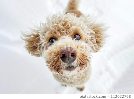 Portrait of a poodle dog on a colored background. Portrait of a poodle dog on a colored background. 112022798