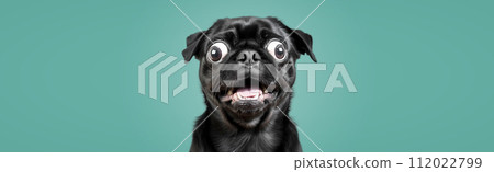 Portrait of a pug dog on a colored background. Portrait of a pug dog on a colored background. 112022799