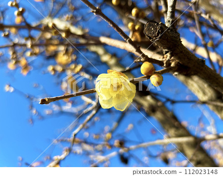 在藍天上閃閃發光的魯白 在藍天上閃閃發光的魯白 112023148