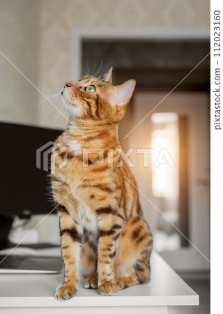 Bengal cat resting in a home interior. Bengal cat resting in a home interior. 112023160