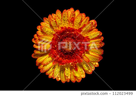 Red gerbera flower with yellow petals on a black background 112023499