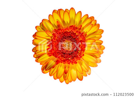 Red gerbera flower with yellow petals on a white background 112023500