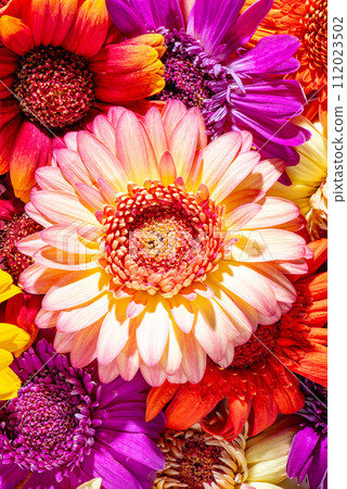 Coral gerbera flower with pink petals against a background of other flowers Coral gerbera flower with pink petals against a background of other flowers 112023502