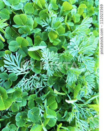 Three-leaf clover and mugwort 112023569