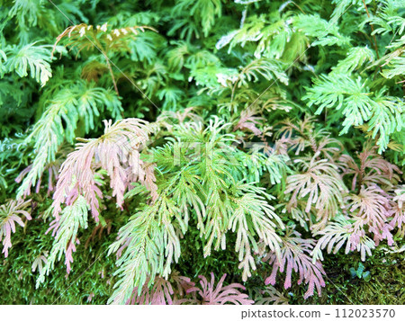 Close-up of Inukatahiba 112023570