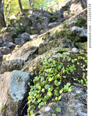 Bean creeper crawling on stone 112023579