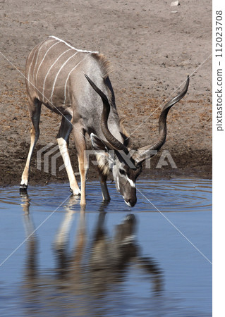 Kudu Antelope - Etosha - Namibia Kudu Antelope - Etosha - Namibia 112023708