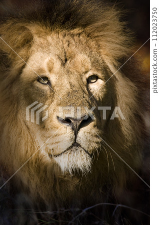 Male Lion - Okavango Delta - Botswana Male Lion - Okavango Delta - Botswana 112023750
