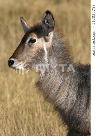 Young female Waterbuck - Okavango Delta - Botswana 112023752