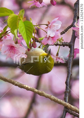 Medicine sucking honey from Kawazu cherry tree 112024370