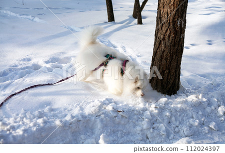 Samoyed dog in a harness and on a leash frolics in the snow for a walk 112024397