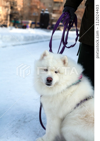 White beautiful Samoyed on a walk with his owner on a leash and in a harness in winter 112024403