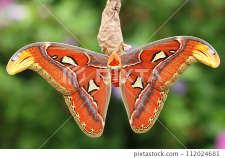 The giant atlas moth in summer 112024681
