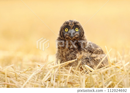 Adorable short eared owl baby Adorable short eared owl baby 112024692