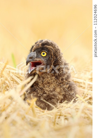 Adorable short eared owl baby Adorable short eared owl baby 112024696