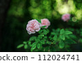 floral background of leaves, flowers of rose buds in dark warm colors with space for text 112024741