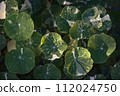 floral background of variegated nasturtium leaves in light warm colors of the Alaska variety 112024750