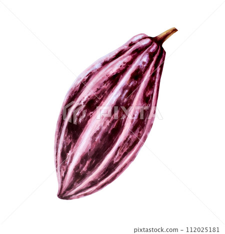 Watercolor cocoa pod, fruit. Hand drawn beens, realistic organic superfood illustration isolated on white background. For designers, packaging design, menu, decoration, postcards, wrapping paper, Watercolor cocoa pod, fruit. Hand drawn beens, realistic organic superfood illustration isolated on white background. For designers, packaging design, menu, decoration, postcards, wrapping paper, 112025181