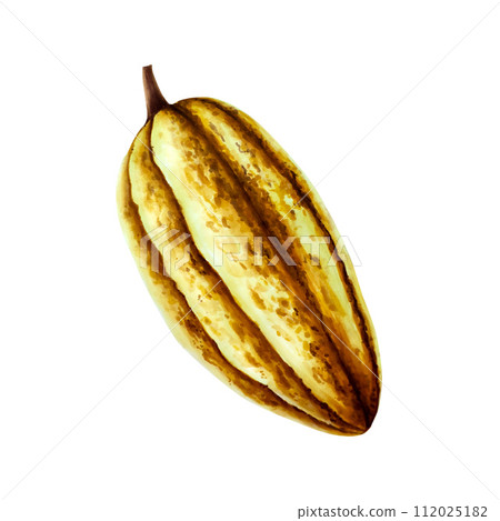 Watercolor cocoa pod, fruit. Hand drawn beens, realistic organic superfood illustration isolated on white background. For designers, packaging design, menu, decoration, postcards, wrapping paper, 112025182