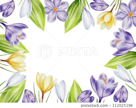 Watercolor frame with yellow, purple and white blooming crocus flowers isolated on white background. Spring and easter template, botanical hand painted saffron illustration. For designers, wedding, 112025196
