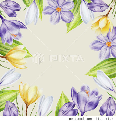 Watercolor frame with yellow, purple and white blooming crocus flowers isolated on white background. Spring and easter template, botanical hand painted saffron illustration. For designers, wedding, 112025198