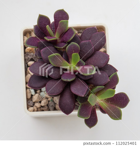Anacampseros rufescens succulent houseplant. Dark red color small flower bouquet arrangement 112025401