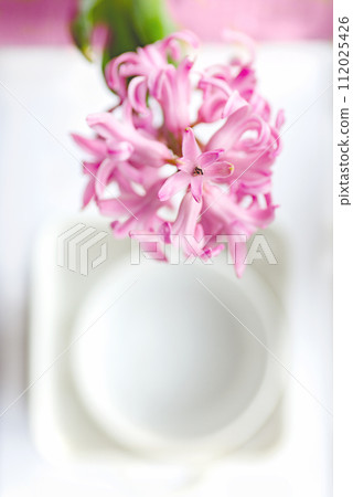 spring flowers in light warm colors hyacinths 112025426