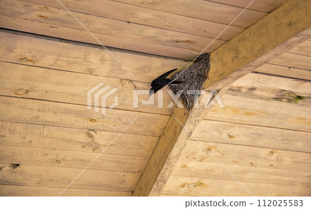 Swallow's nest under a wooden roof. 112025583