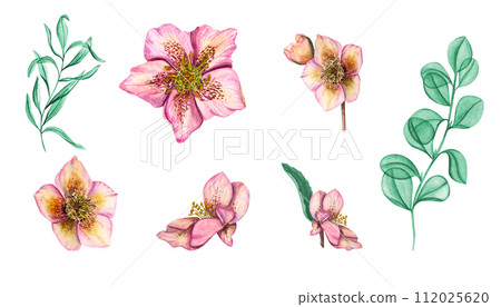 Set with flowers and leaves in pink and mint colors. Helleborus flower heads, eucalyptus branches. Spring plants, flower, herbs. Watercolor illustration. For wedding invitation, birthday cards 112025620
