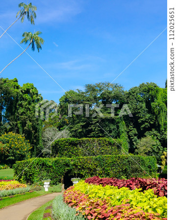A picturesque botanical garden with exotic tropical plants and trees. Vertical photo 112025651