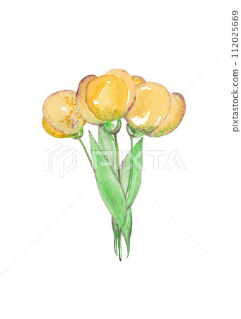 Yellow watercolor tulips. An armful of flowers 112025669