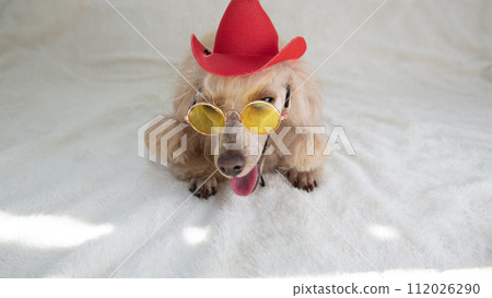 Poodle with cowboy hat and glasses on white background. Pet day 112026290