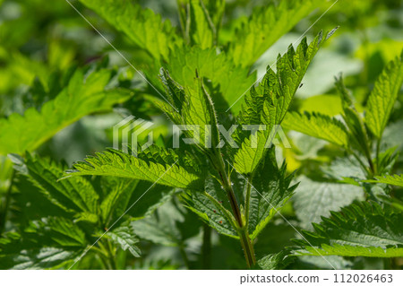 Stinging nettles Urtica dioica in the garden. Green leaves with serrated edges 112026463
