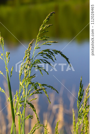 Meadow grass meadow with the tops of stele panicles. Poa pratensis green meadow european grass 112026465
