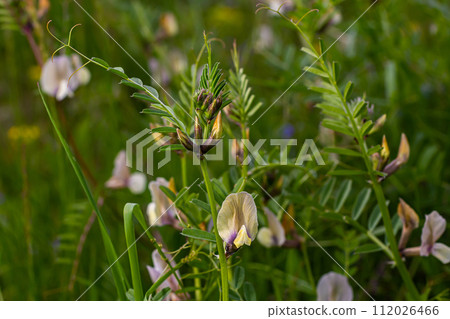 A large yellow vetch or big flower vetch. Vicia grandiflora. Wild plant shot in the spring A large yellow vetch or big flower vetch. Vicia grandiflora. Wild plant shot in the spring 112026466