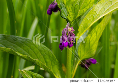 In the meadow, among wild herbs the comfrey Symphytum officinale is blooming In the meadow, among wild herbs the comfrey Symphytum officinale is blooming 112026467