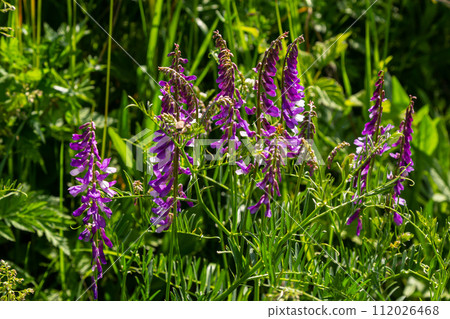 Vetch, vicia cracca valuable honey plant, fodder, and medicinal plant. Fragile purple flowers background. Woolly or Fodder Vetch blossom in spring garden 112026468