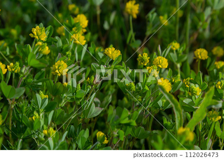 Trifolium campestre or hop trefoil flower, close up. Yellow or golden clover with green leaves. Wild or field clover is herbaceous, annual and flowering plant in the bean or legume family Fabaceae 112026473