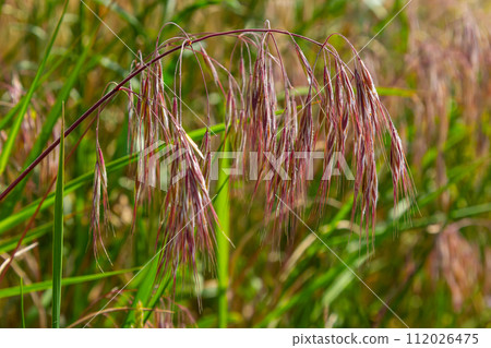 The plant Bromus sterilis, anysantha sterilis, or barren brome belongs to the Poaceae family at the time of flowering. wild cereal plant Bromus sterilis, anysantha sterilis 112026475