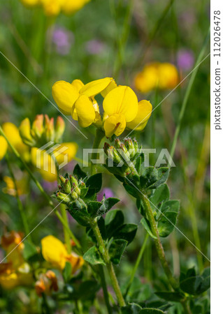 Close up of birds foot trefoil lotus corniculatus flowers in bloom 112026478