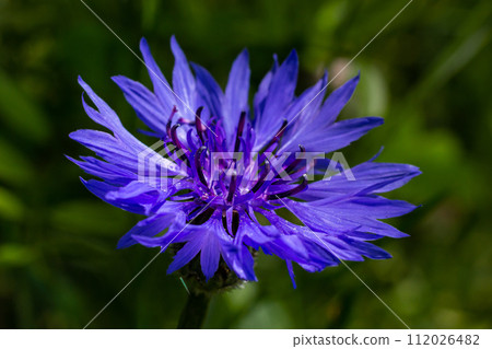 the blue cornflower centaurea cyanus is an edible plant 112026482