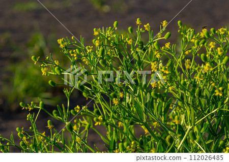 Ranunculus sceleratus, Celery-leaved buttercup, Ranunculaceae. Wild plant photographed in the spring Ranunculus sceleratus, Celery-leaved buttercup, Ranunculaceae. Wild plant photographed in the spring 112026485